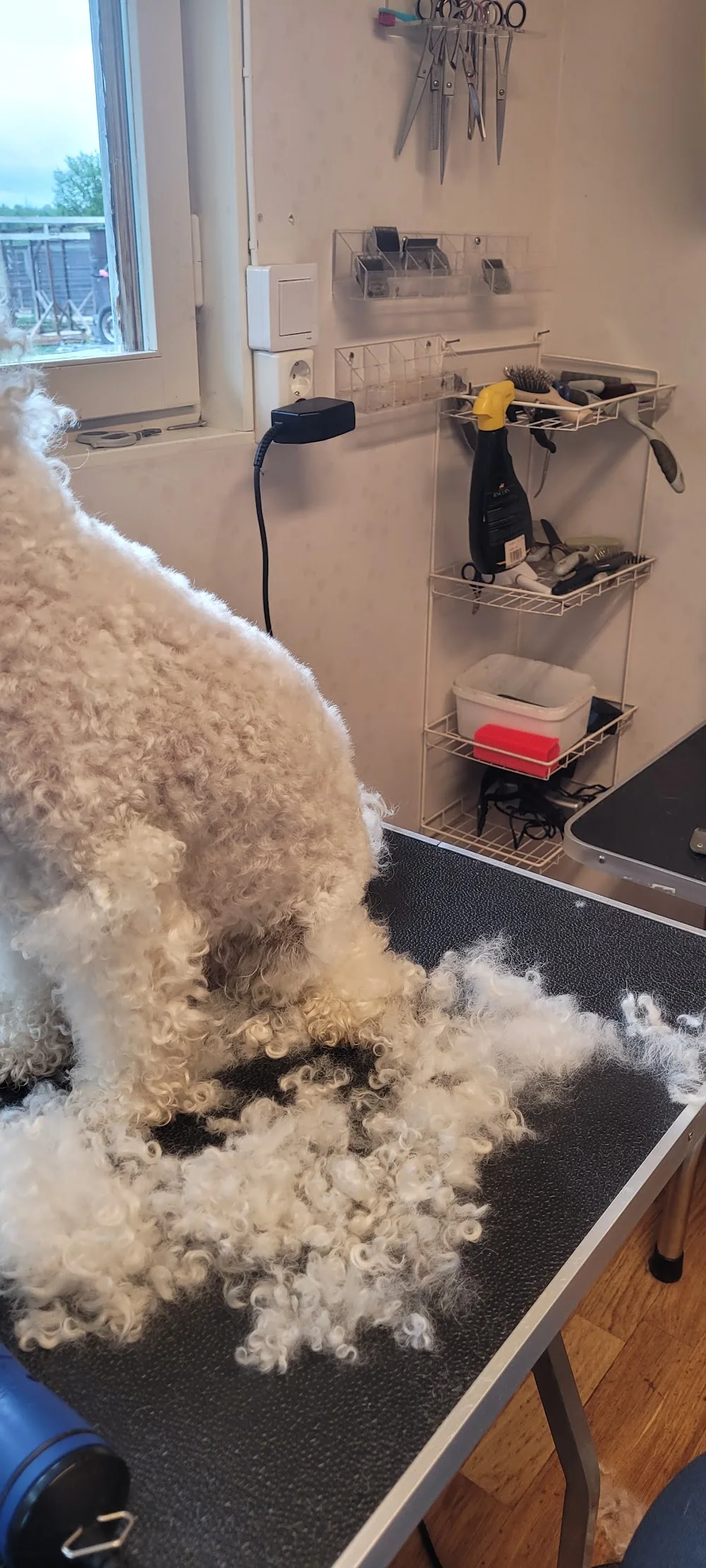 Vintervisa slädhundar hundvård - Jämtland pet otel görseli 3