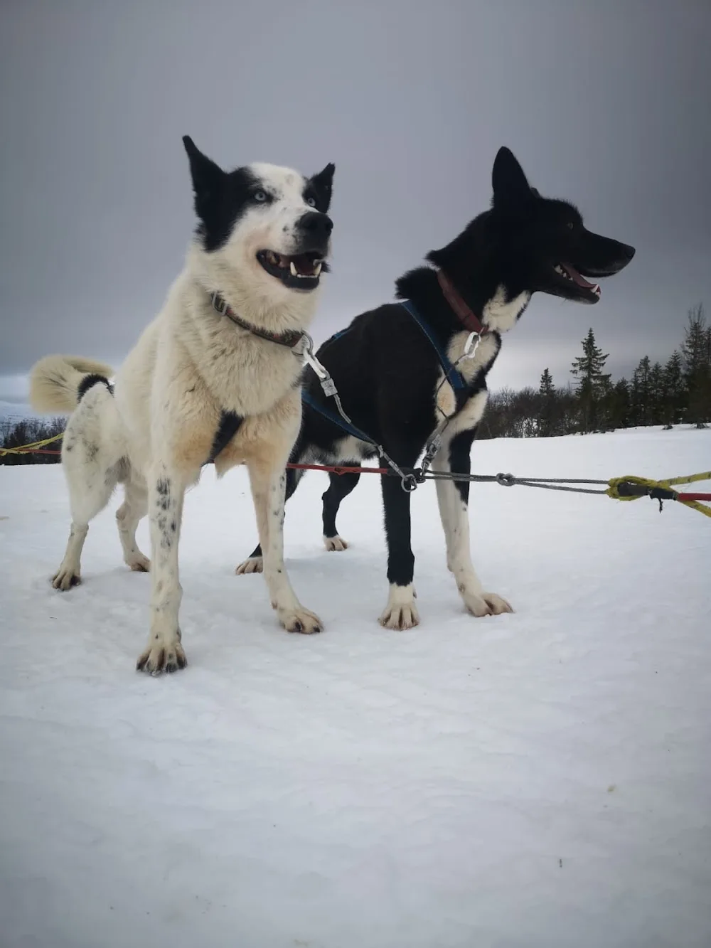 Wild Spirit Sleddog Adventures - Jämtland pet otel görseli 2