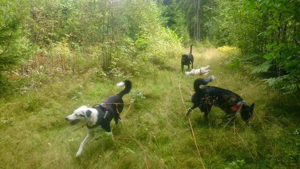 Engell Hundesenter - Jan Mayen pet otel görseli 3