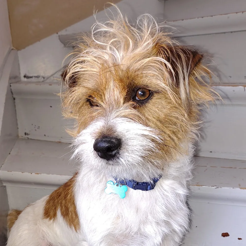 Engell Hundesenter - Jan Mayen pet otel görseli 4
