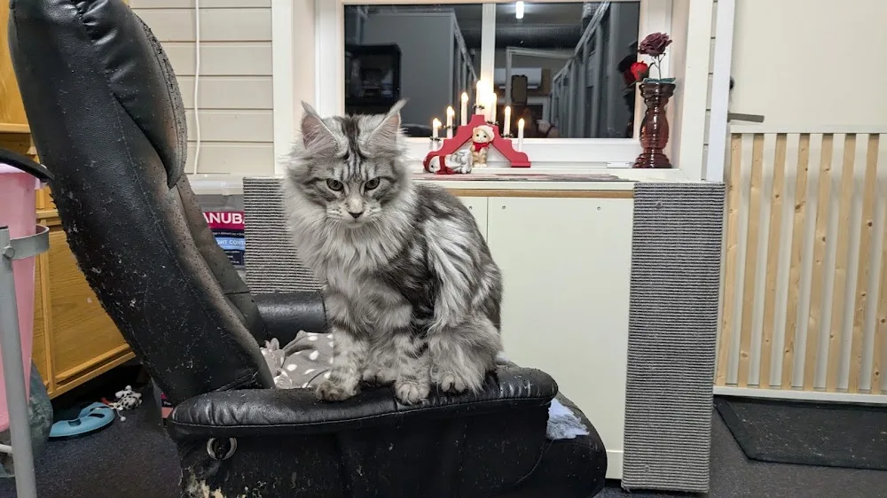 Juvika hunde- og kattehotell - Jan Mayen pet otel görseli 3