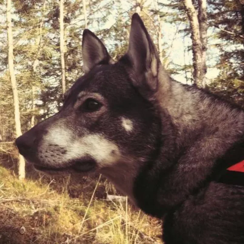Juvika hunde- og kattehotell - Jan Mayen pet otel görseli 5