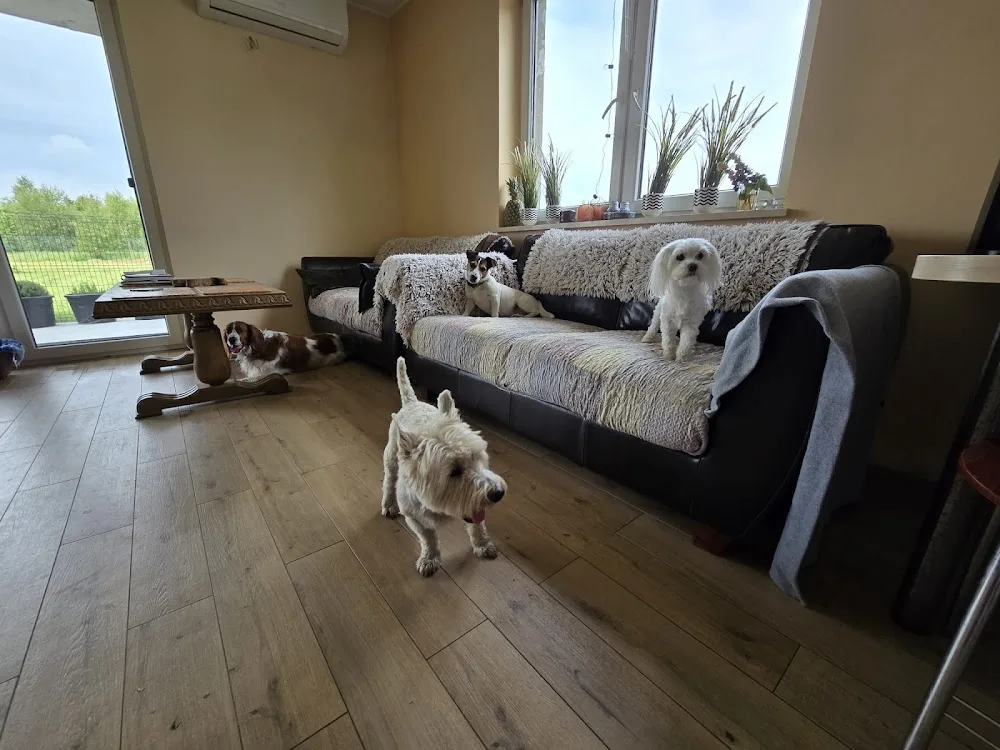 Domowy Hotel dla Zwierząt "Puchata Chata" - Jankowo Gdańskie pet otel görseli 3