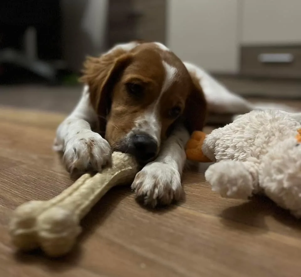Petsy - domowy hotel dla psów i kotów Gdańsk - Jankowo Gdańskie pet otel görseli 2
