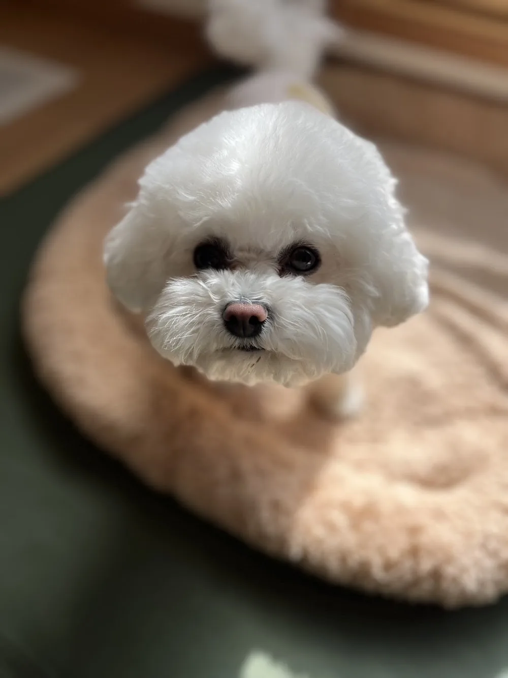 Pet Boarding Tokyo ---Cage-Free Dog Hotel--- - Japan pet otel görseli 2