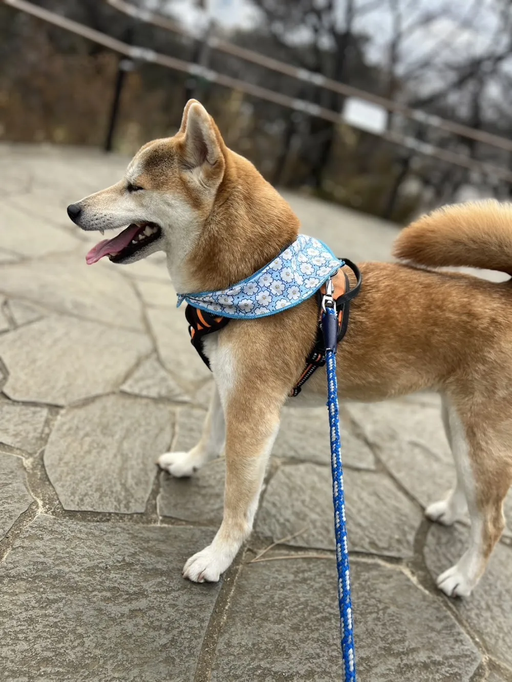 Pet Boarding Tokyo ---Cage-Free Dog Hotel--- - Japan pet otel görseli 3
