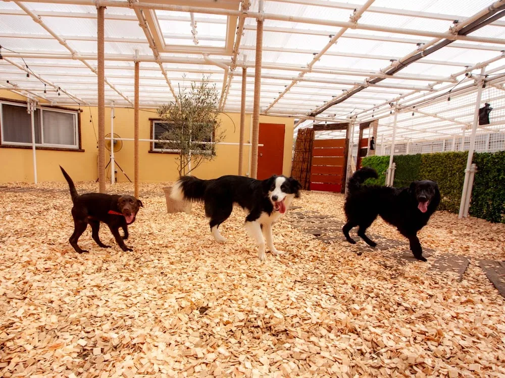 Pooch Animal Boarding - Japan pet otel görseli 5
