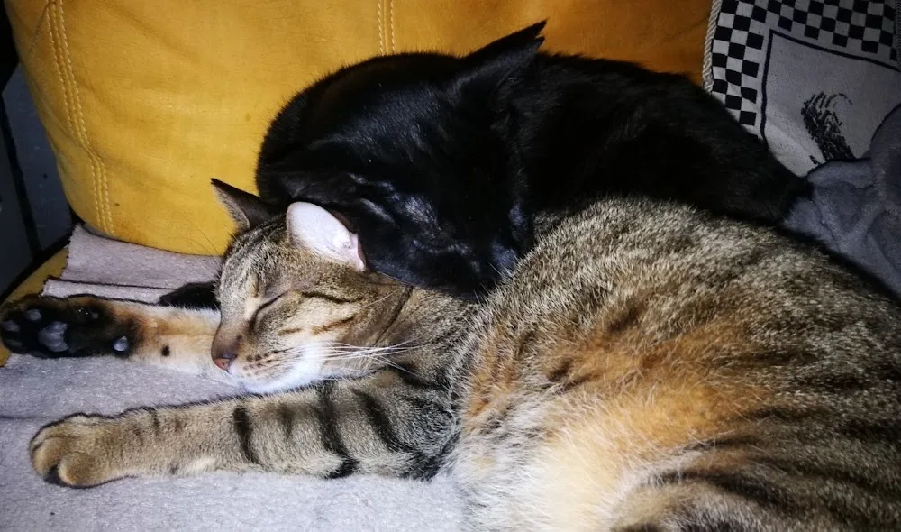 Bastet Kisállat- és Cica Panzió Pet Hotel - Jász-Nagykun-Szolnok County pet otel görseli 6