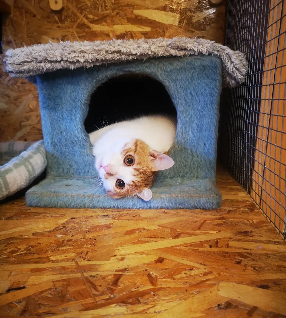 Bastet Kisállat- és Cica Panzió Pet Hotel - Jász-Nagykun-Szolnok County pet otel görseli 7