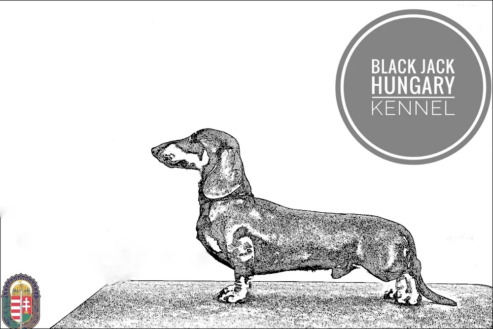 Black Jack Hungary kennel - Jász-Nagykun-Szolnok County pet otel