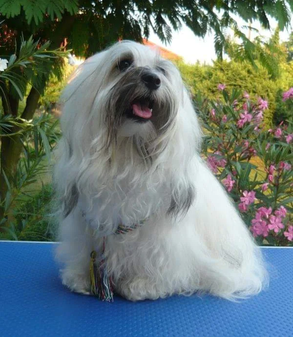 Botondmenti Bichon Havanese Kennel - Jász-Nagykun-Szolnok County pet otel