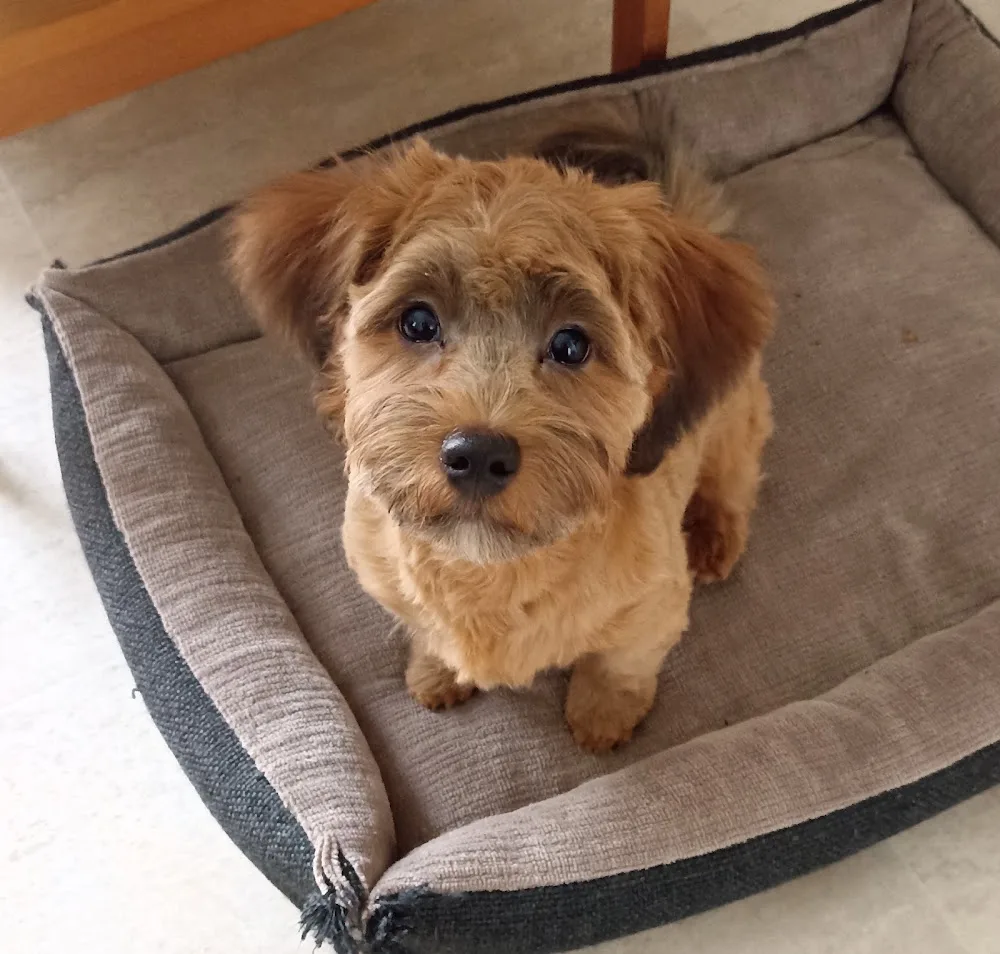 Botondmenti Bichon Havanese Kennel - Jász-Nagykun-Szolnok County pet otel görseli 3