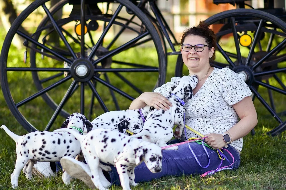 Come and Smile Spotted Dalmata Kennel - Jász-Nagykun-Szolnok County pet otel