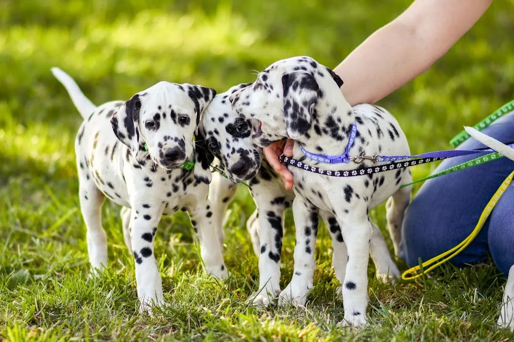 Come and Smile Spotted Dalmata Kennel - Jász-Nagykun-Szolnok County pet otel görseli 3