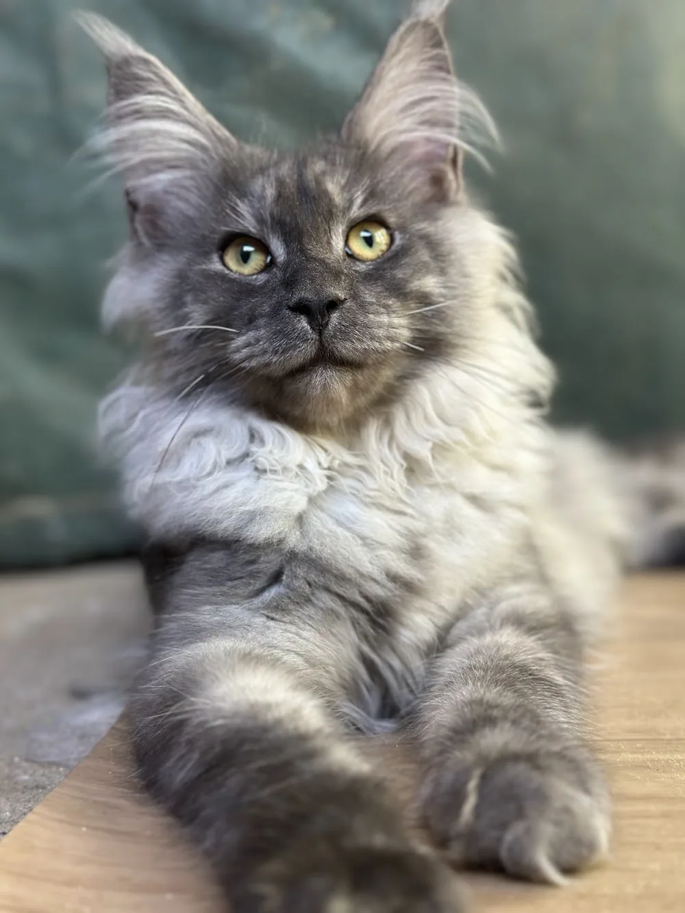 Desert Storm Maine Coon Cattery - Jász-Nagykun-Szolnok County pet otel