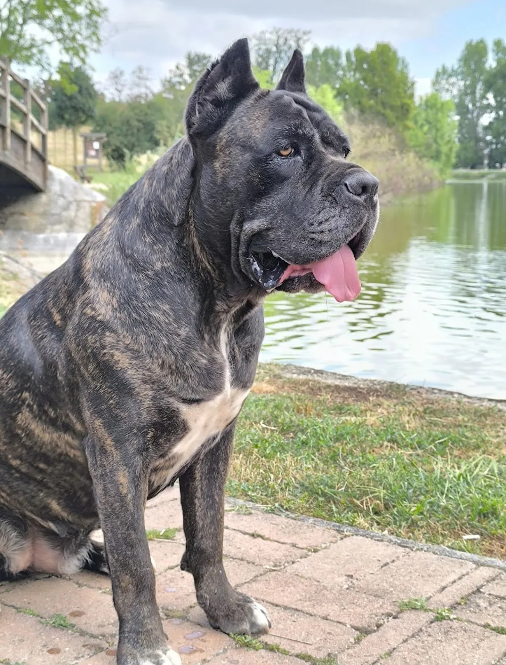 Diavolo Angelico (Cane Corso Kennel) - Jász-Nagykun-Szolnok County pet otel