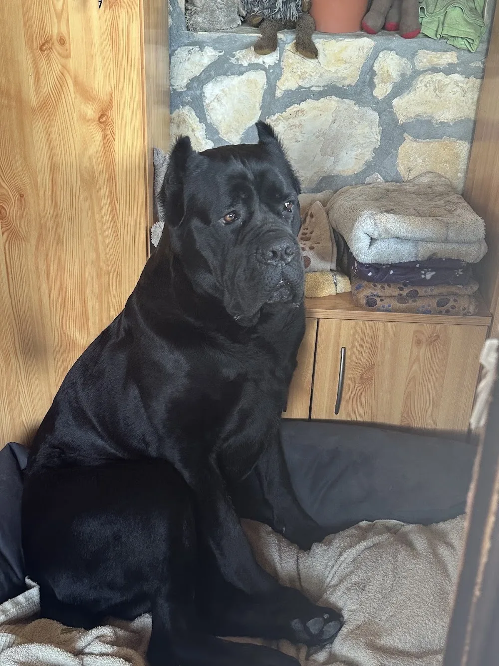 Diavolo Angelico (Cane Corso Kennel) - Jász-Nagykun-Szolnok County pet otel görseli 3