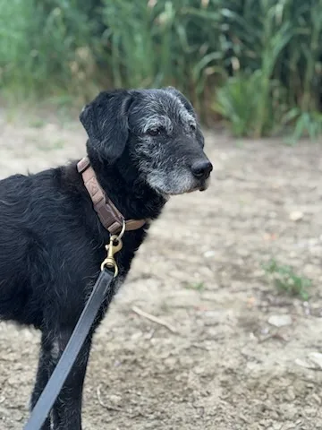 Dogranch kutyapanzió - Jász-Nagykun-Szolnok County pet otel görseli 6