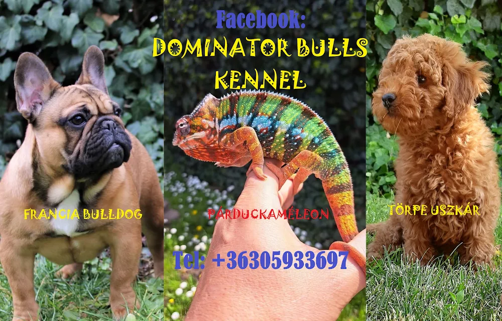 Dominator Bulls Kennel-Francia Bulldog Kennel - Jász-Nagykun-Szolnok County pet otel