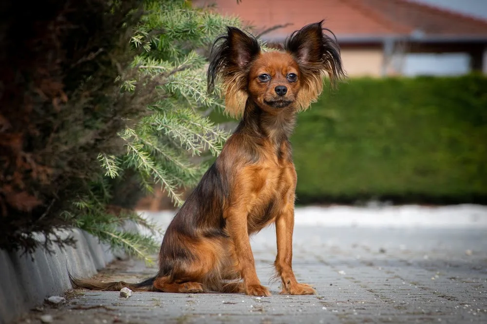 Inimini Paws Orosz toy kennel - Jász-Nagykun-Szolnok County pet otel görseli 2