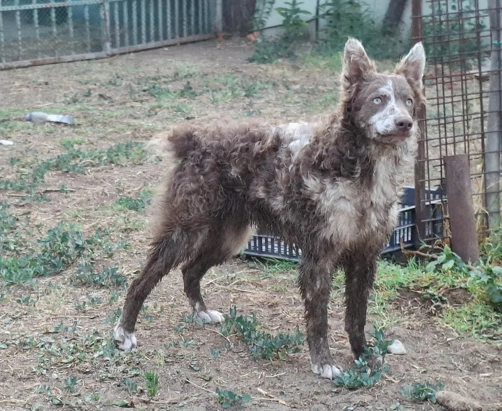 Kacifántos Mudi Kennel - Jász-Nagykun-Szolnok County pet otel görseli 7