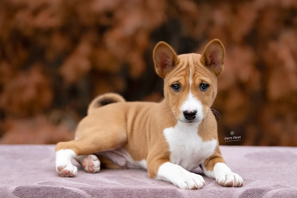 Keysha’s Pearl Basenji Kennel - Jász-Nagykun-Szolnok County pet otel görseli 2