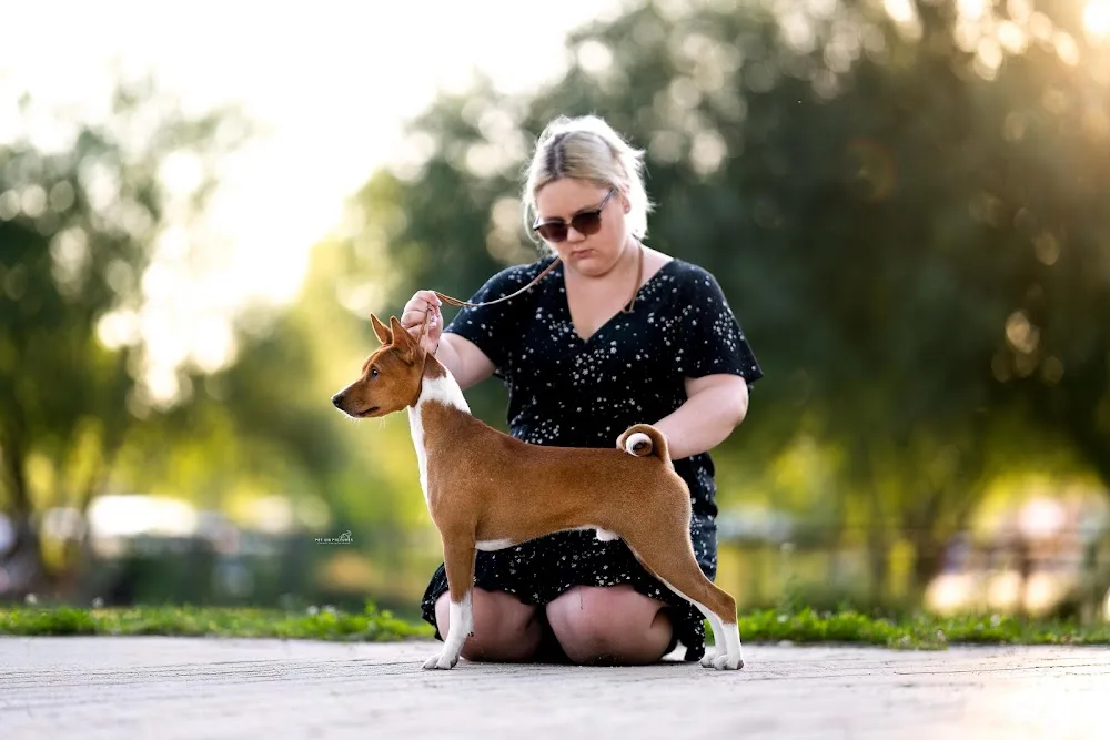 Keysha’s Pearl Basenji Kennel - Jász-Nagykun-Szolnok County pet otel görseli 3