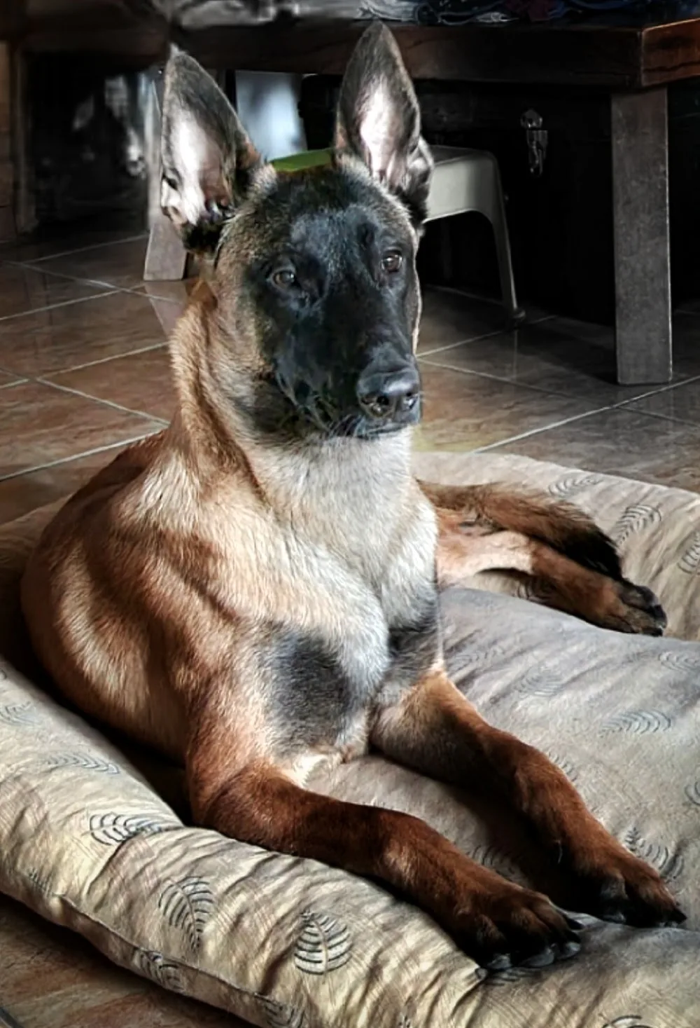 Kondorvölgyi kennel - Jász-Nagykun-Szolnok County pet otel görseli 2