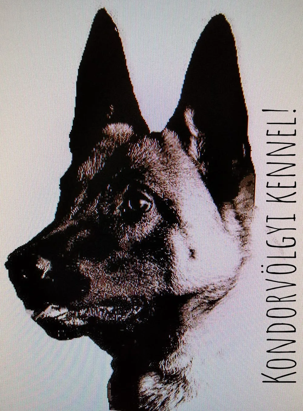 Kondorvölgyi kennel - Jász-Nagykun-Szolnok County pet otel görseli 3