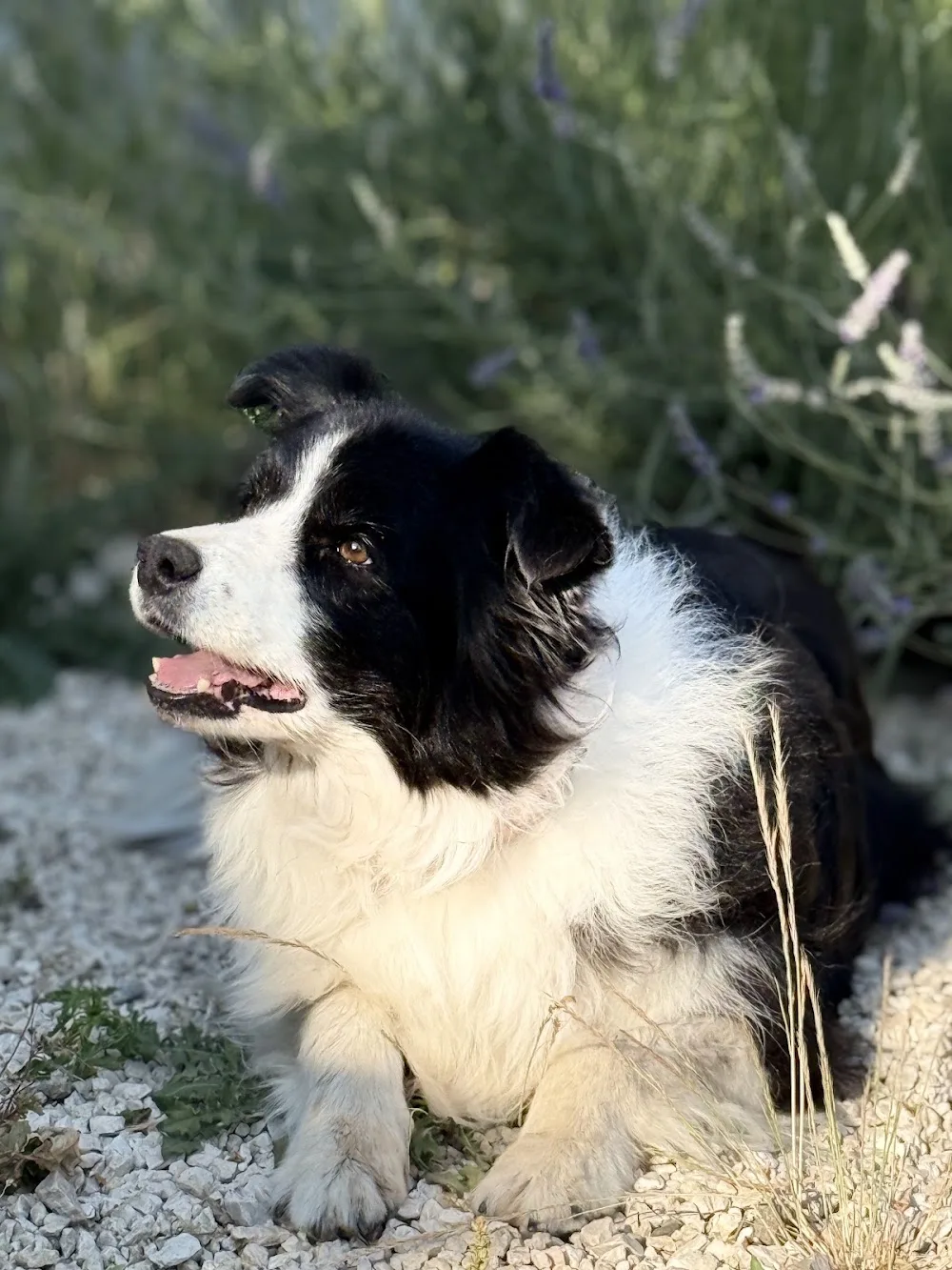 Kutyapanzió - Eblak - Jász-Nagykun-Szolnok County pet otel görseli 2