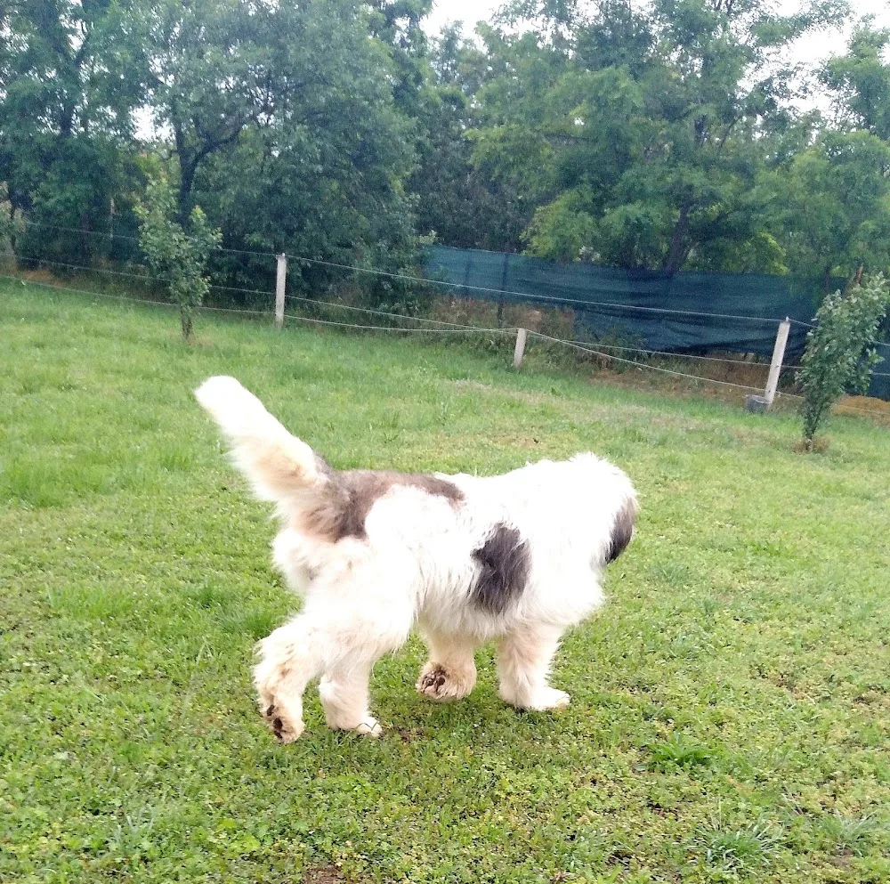 Monasim de Romania Kennel - Jász-Nagykun-Szolnok County pet otel görseli 3