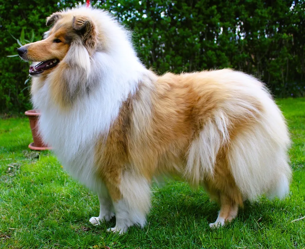 Narancsvirág Collie Kennel - Jász-Nagykun-Szolnok County pet otel görseli 6
