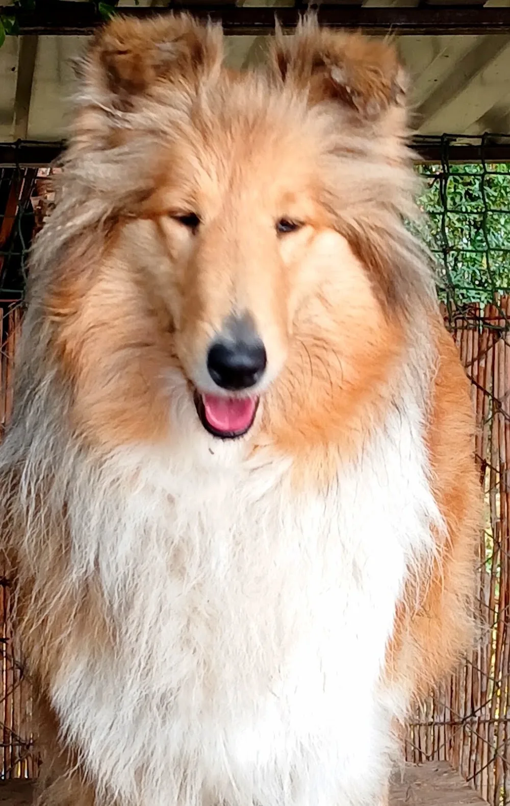 Narancsvirág Collie Kennel - Jász-Nagykun-Szolnok County pet otel görseli 7