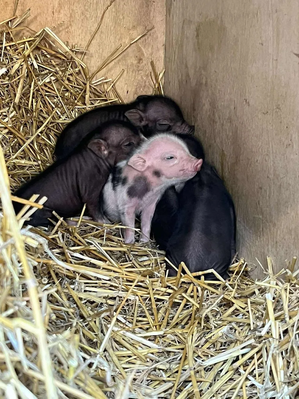 Pajti Pajta Panzió - Jász-Nagykun-Szolnok County pet otel görseli 3