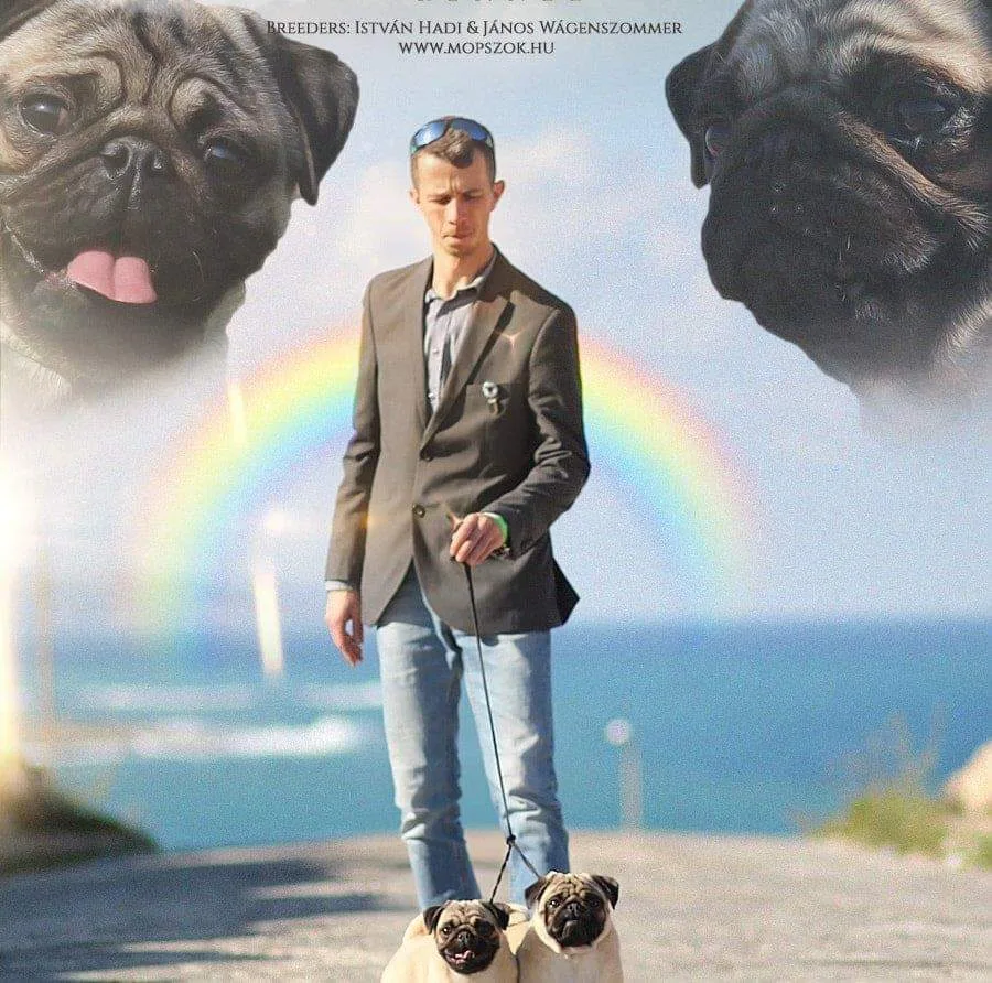 Rainbow Shine Mopsz kennel - Jász-Nagykun-Szolnok County pet otel