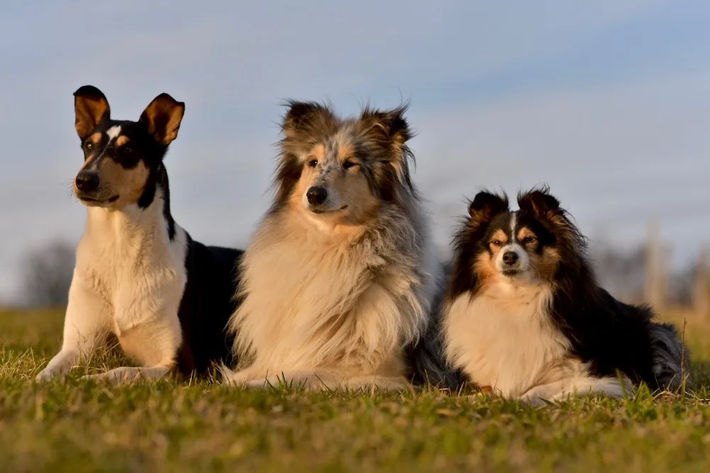 Sherborne Rough & Smooth Collie Kennel - Jász-Nagykun-Szolnok County pet otel görseli 2