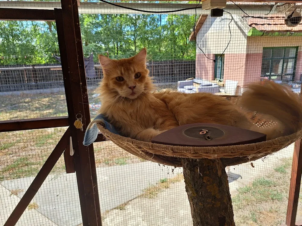 Tanya pluto - Jász-Nagykun-Szolnok County pet otel