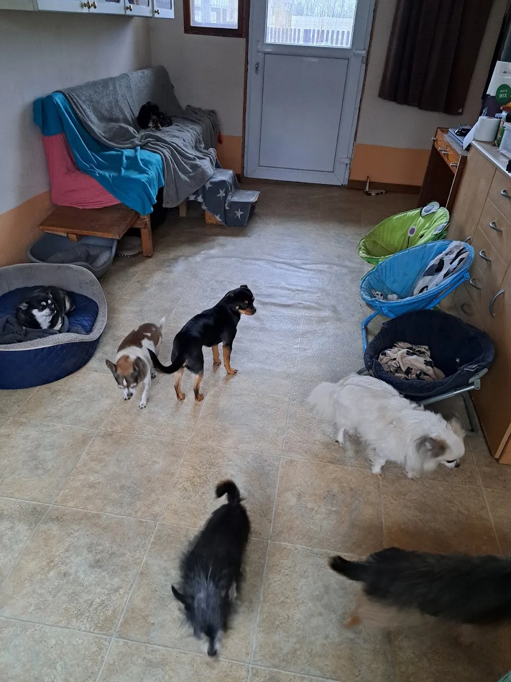 Tanya pluto - Jász-Nagykun-Szolnok County pet otel görseli 3