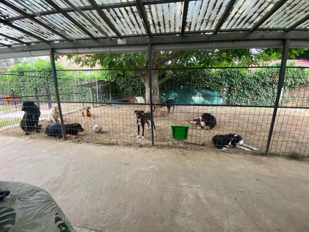 VauHouse Kutyapanzió & Napközi - Jász-Nagykun-Szolnok County pet otel görseli 2