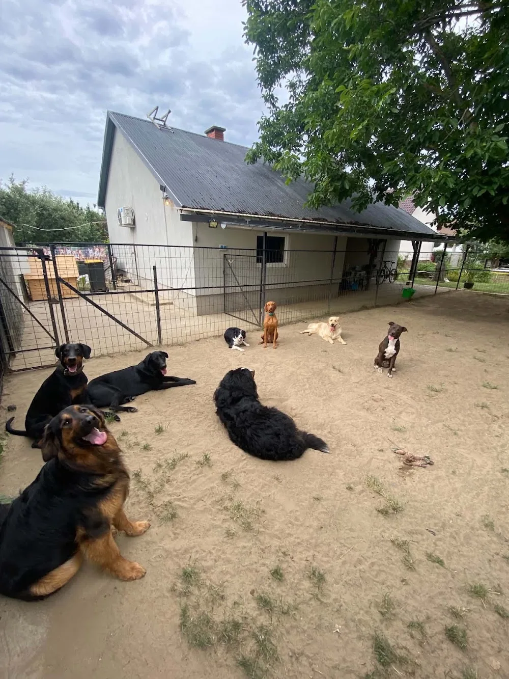 VauHouse Kutyapanzió & Napközi - Jász-Nagykun-Szolnok County pet otel görseli 3