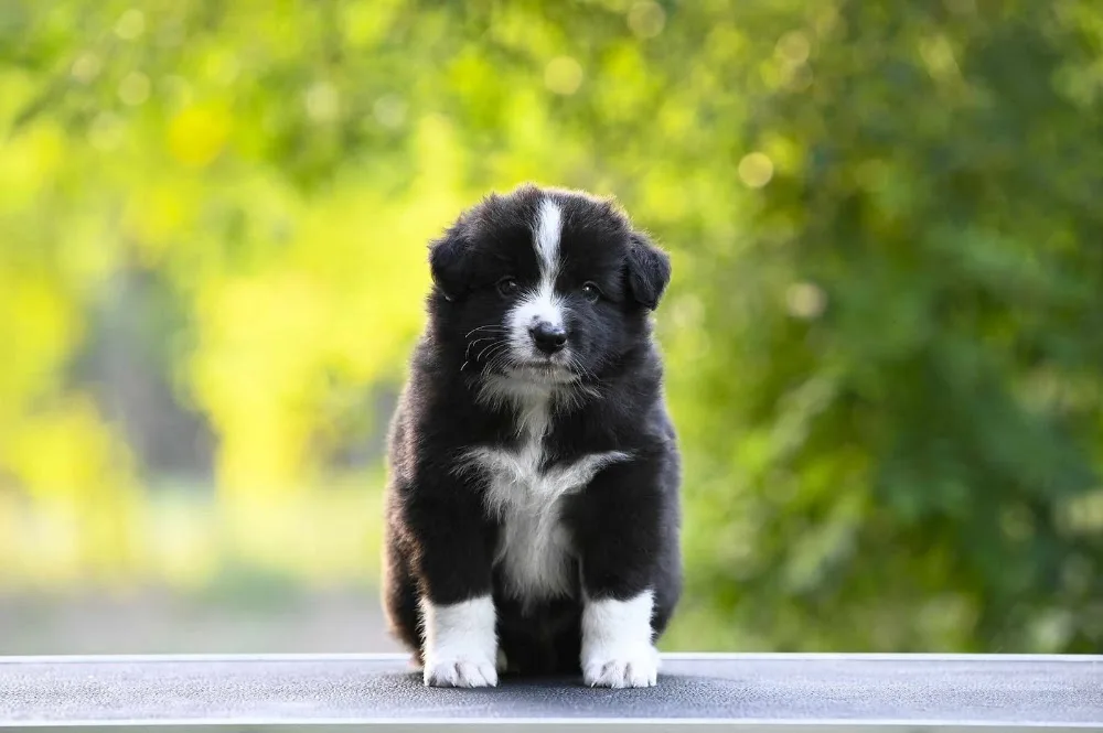 Velvet Borders Border Collie Kennel - Jász-Nagykun-Szolnok County pet otel görseli 2