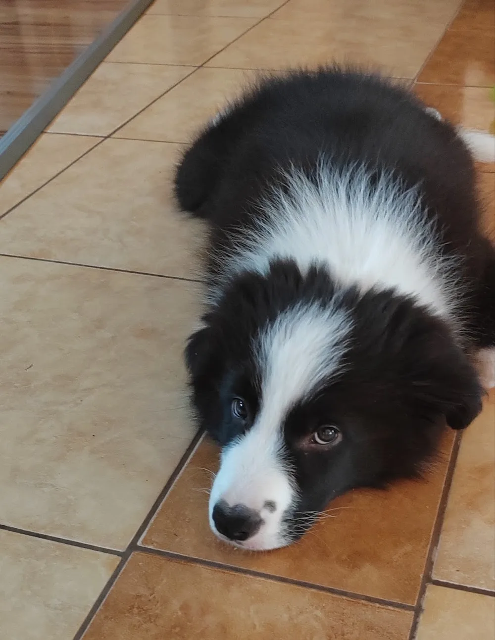 Velvet Borders Border Collie Kennel - Jász-Nagykun-Szolnok County pet otel görseli 3