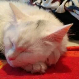 Cat's Dream Hotel - Jewish pet otel