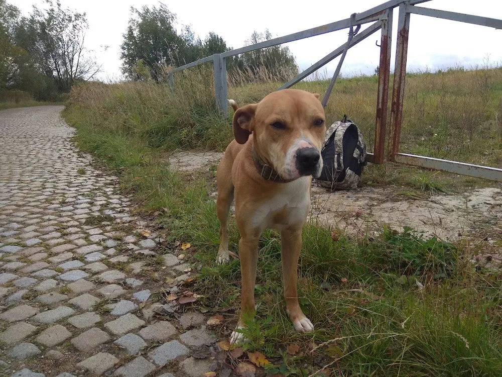Městský útulek pro opuštěná a nalezená zvířata Jihlava - Jihlava pet otel