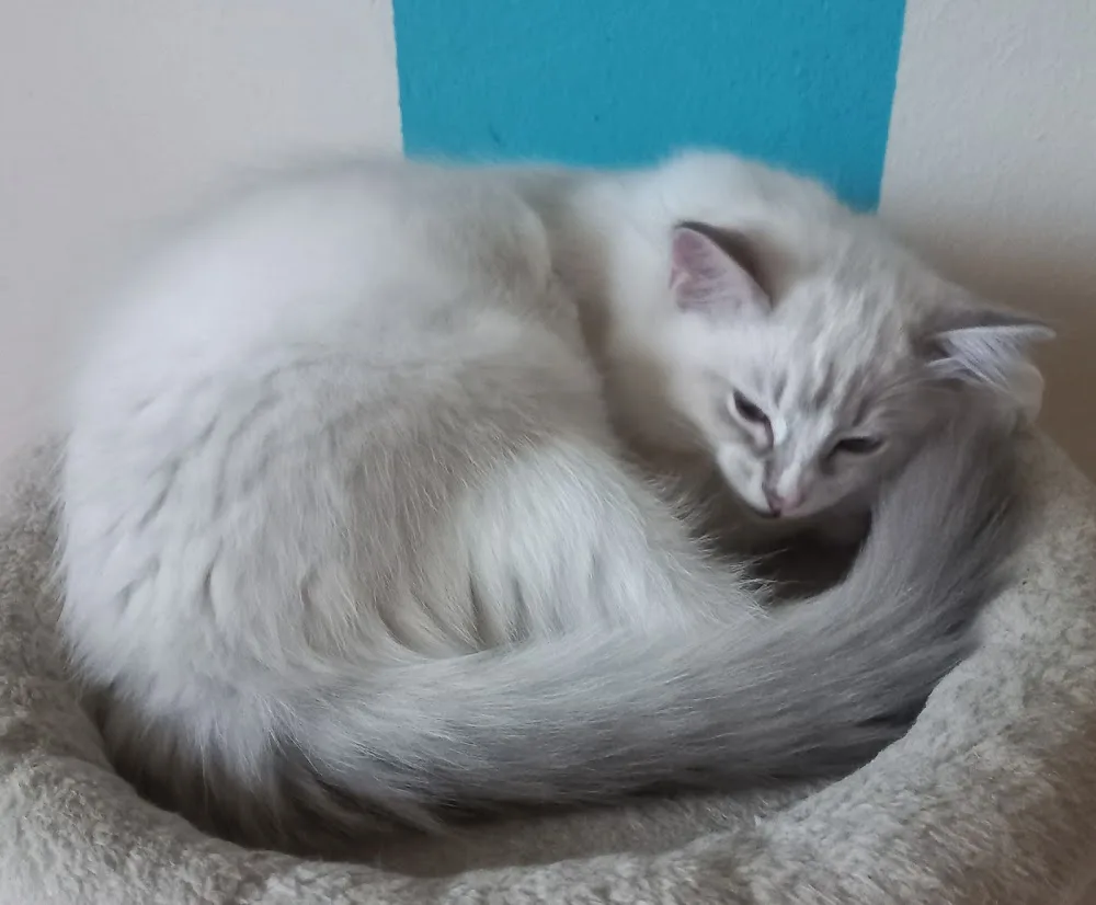 Cattery Seidenfell - Jihočeský kraj pet otel