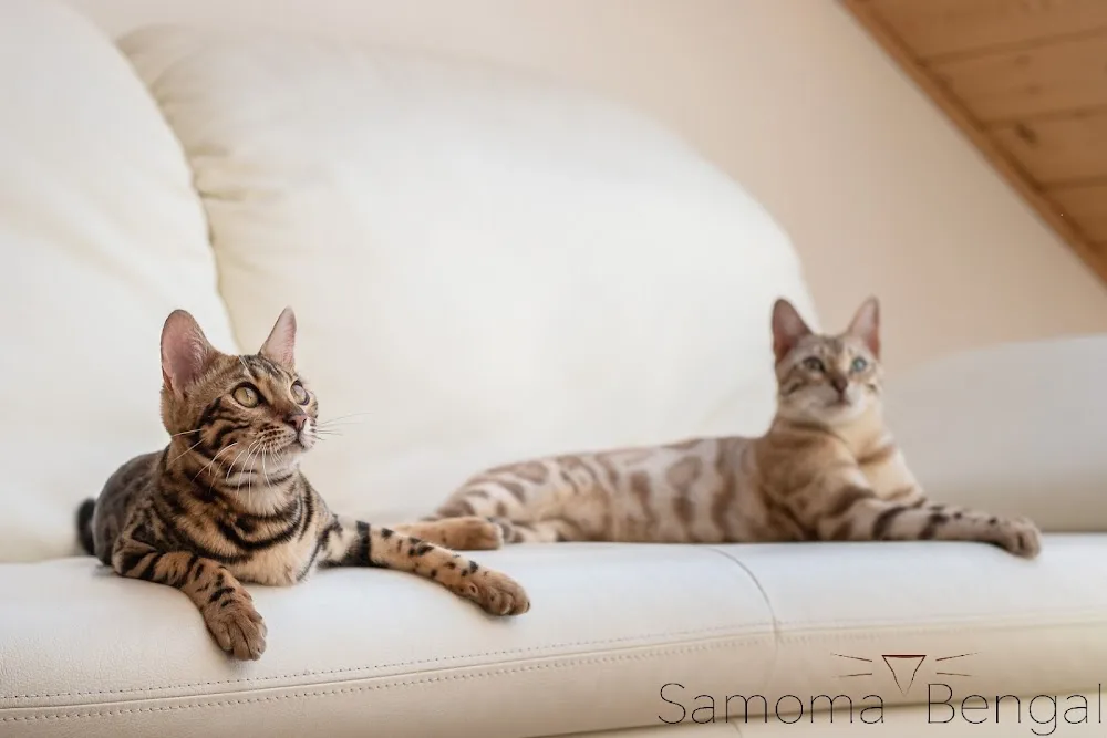 Samoma Bengal Cattery - Jihočeský kraj pet otel görseli 3