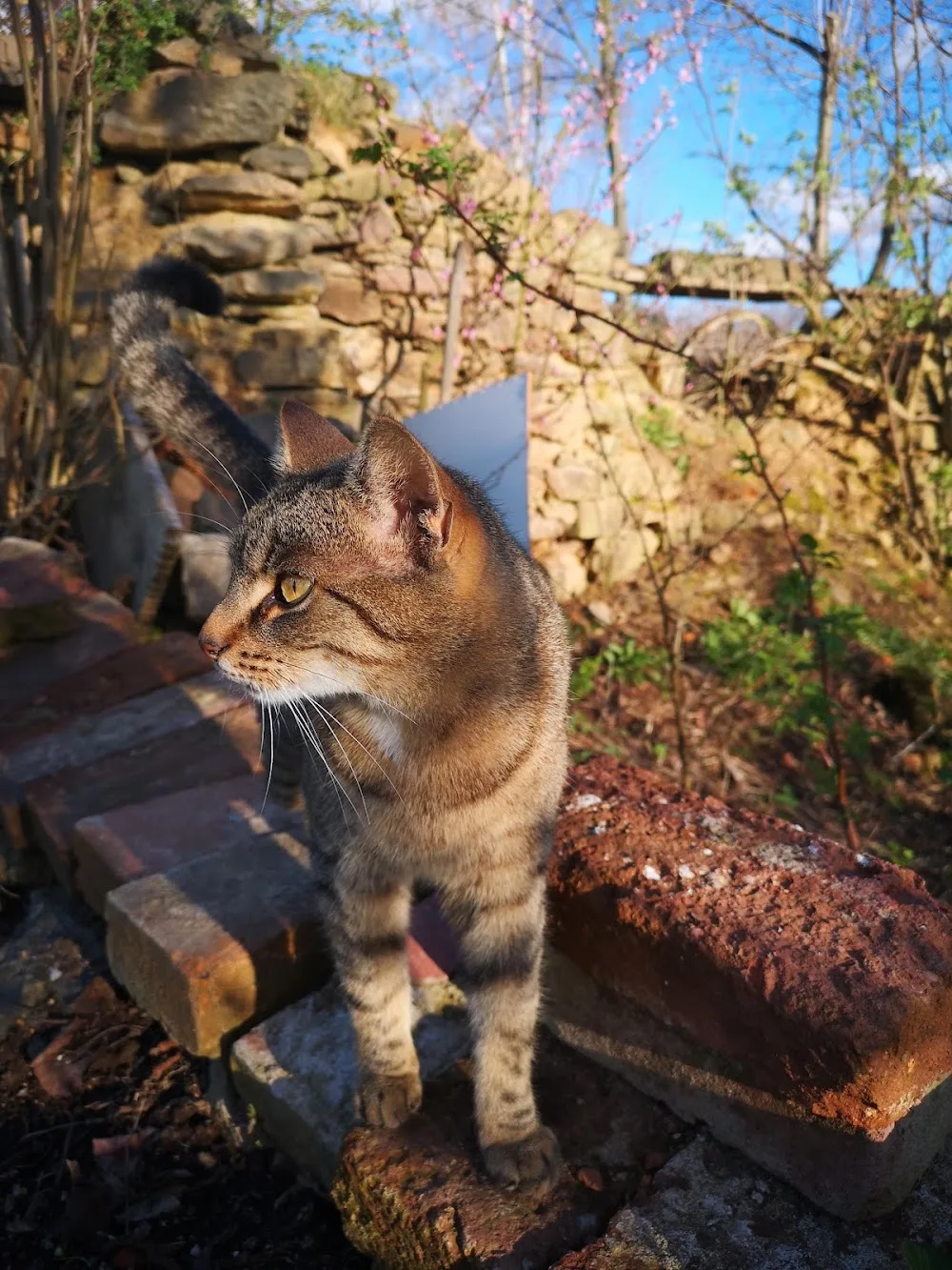 Kočky SOS - Jihomoravský kraj pet otel