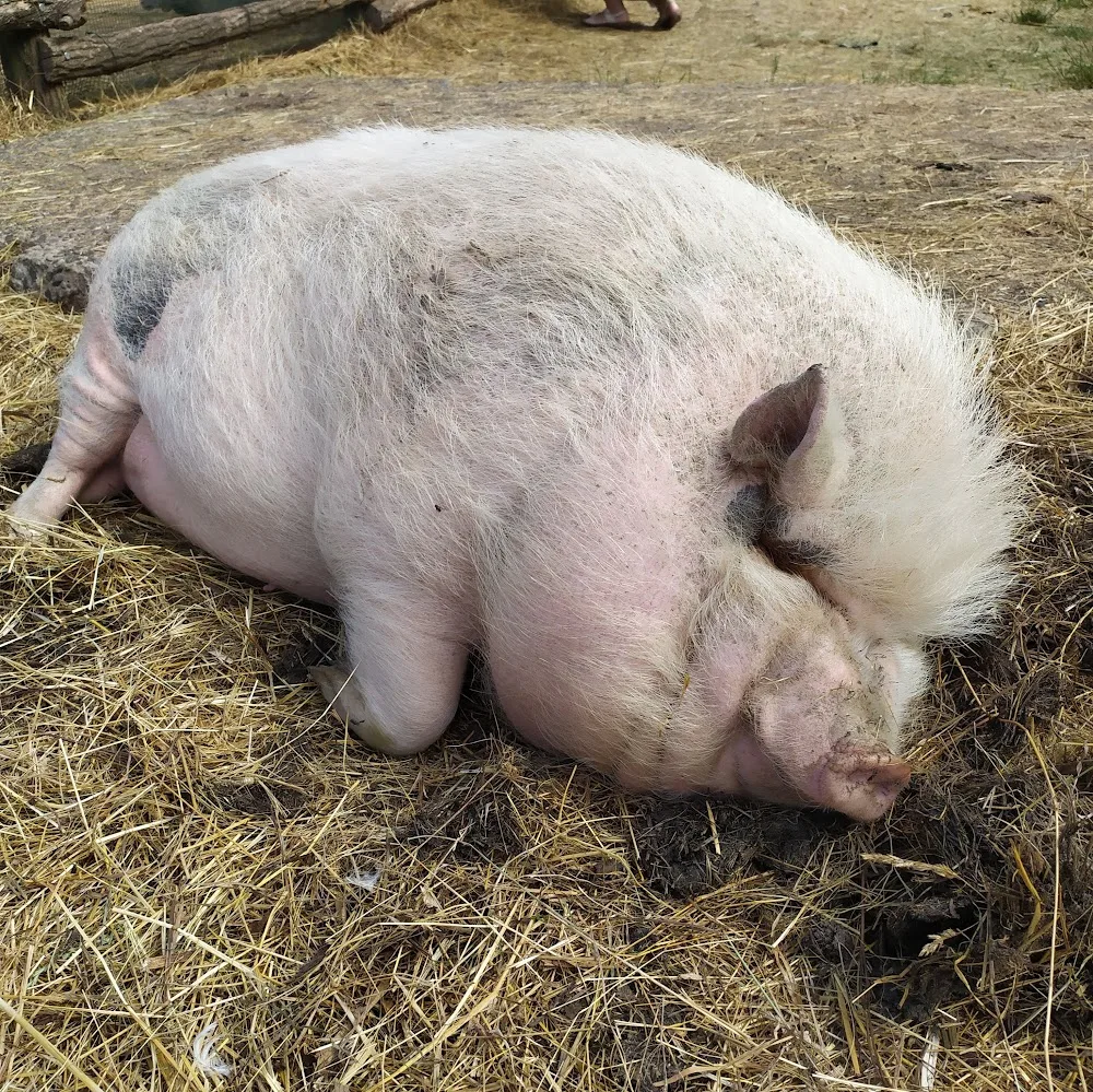 Miko Kennel, s.r.o. - Jihomoravský kraj pet otel
