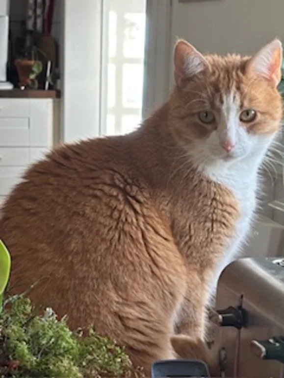 Axamos Kattpensionat - Jönköping pet otel görseli 3
