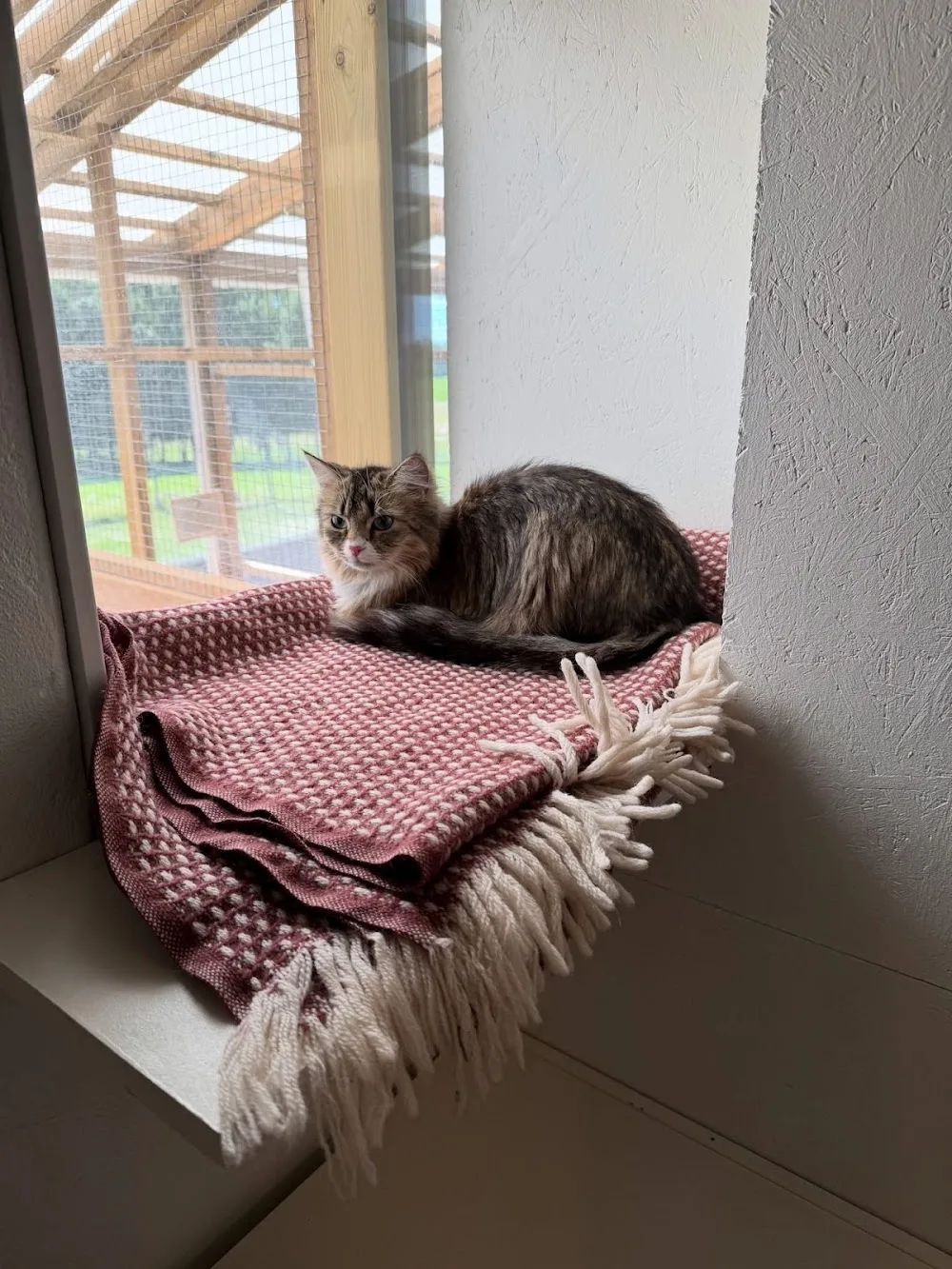 Kattpensionat Linden - Jönköping pet otel